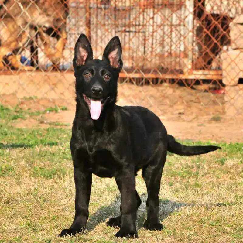 纯种东德牧羊犬幼犬看家护院犬警犬猎犬宠物狗纯黑色太极狼灰东德|ruв категории животноводства/аквакультура материалов, животноводства/аквакультура услуг, животноводства/аквакультура технического обслуживания - от Buy2taobao.com для оказания профессиональной услуги покупки агента Taobao