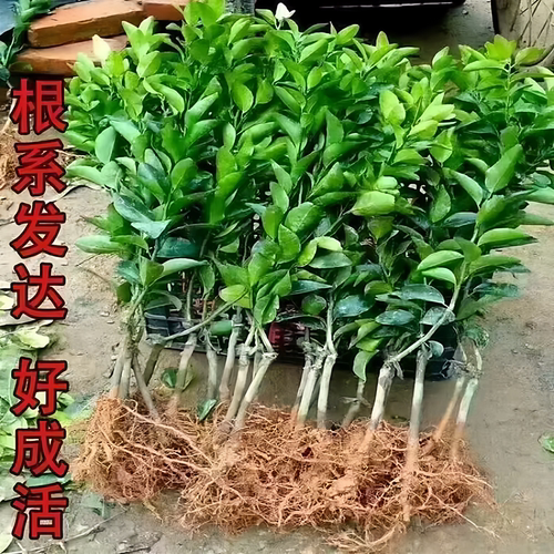 正宗嫁接无籽砂糖橘苗盆栽地栽无核沙糖桔南方北方果树苗当年结果