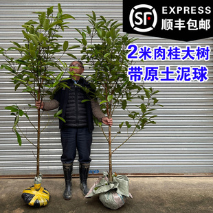 桂皮大树苗肉桂树苗肉桂苗玉桂树苗种子桂核桂籽带土球发货包邮