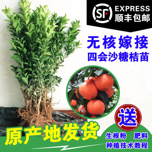 正宗肇庆四会无籽无核沙糖桔苗