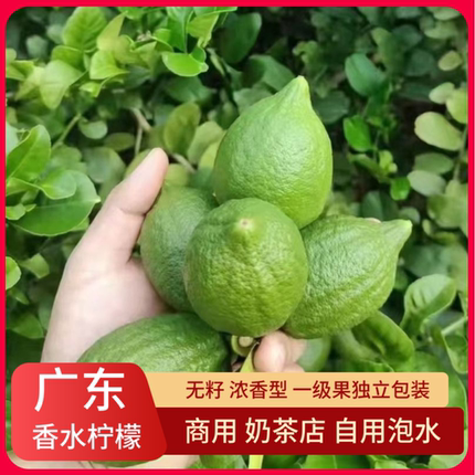 广东香水柠檬无籽香柠檬爆打鸭屎香红茶奶茶店商用浓香现摘现发