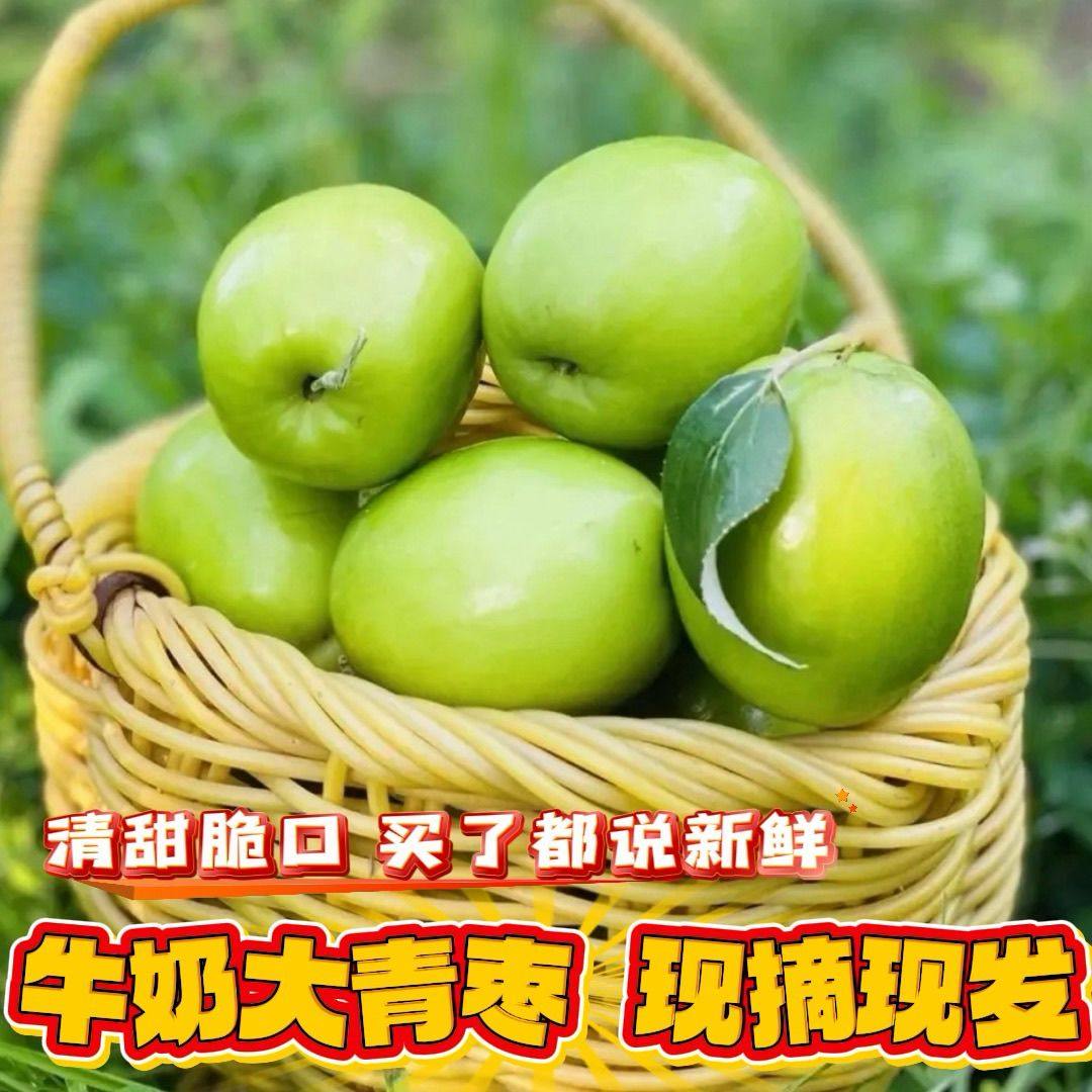 广西精选牛奶大青枣蜜丝枣新鲜水果当季清甜脆口青皮枣正宗青果