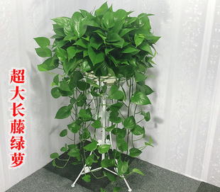 包邮 小绿萝盆栽吊兰室内桌面办公室吸甲醛净化客气土水培装 修植物