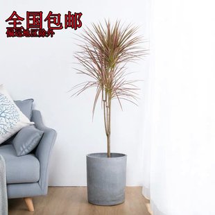 千年木植物七彩铁盆栽马尾铁特色室内大型盆栽北欧绿植老桩三色铁