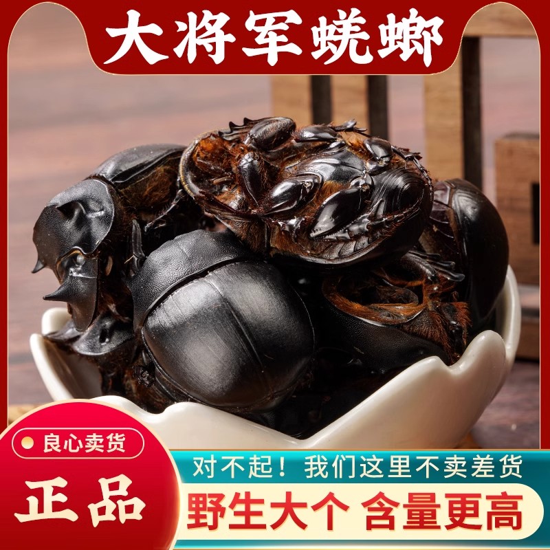蜣螂中药材100g克 野生屎壳郎 圣甲虫 大将军 清水蜣螂虫 包邮