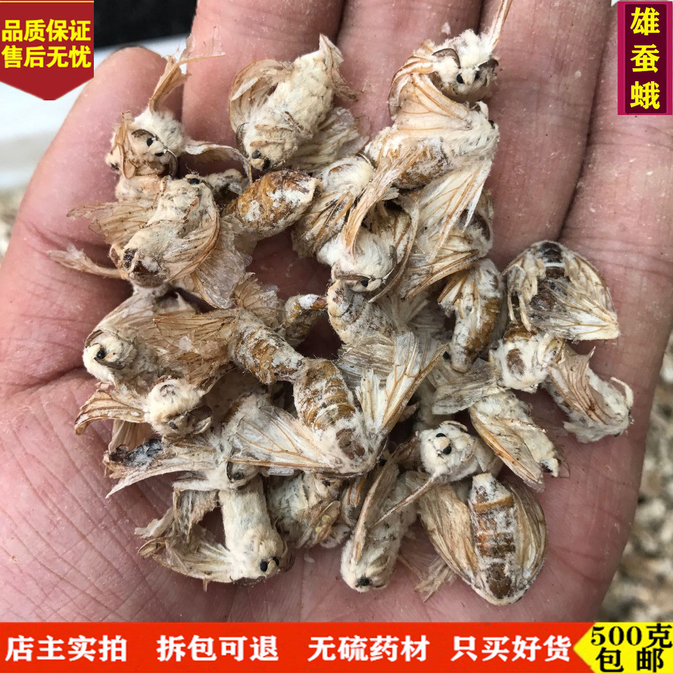 雄蚕蛾 中药材 野生雄蚕蛾 公蚕蛾 晚蚕蛾 魏蚕蛾 天蛾500克包邮