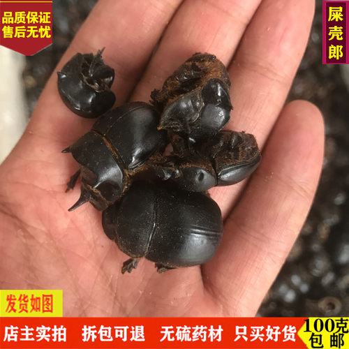 屎壳郎 中药材 精选清水无盐大将军  推粪虫  蜣螂虫 100克包邮