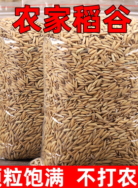 2025年稻谷带壳稻谷喂鸡鸭鸽粮饲料批发谷子水稻子喂鸡鸭鹅鸟杂粮
