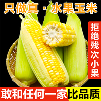 云南黄金玉米甜嫩金银水果玉米新鲜当季生吃整箱10斤蔬菜爆浆包谷