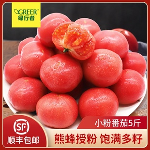 【绿行者】桃太郎小粉番茄新鲜采摘西红柿蔬菜孕妇水果柿子自然熟