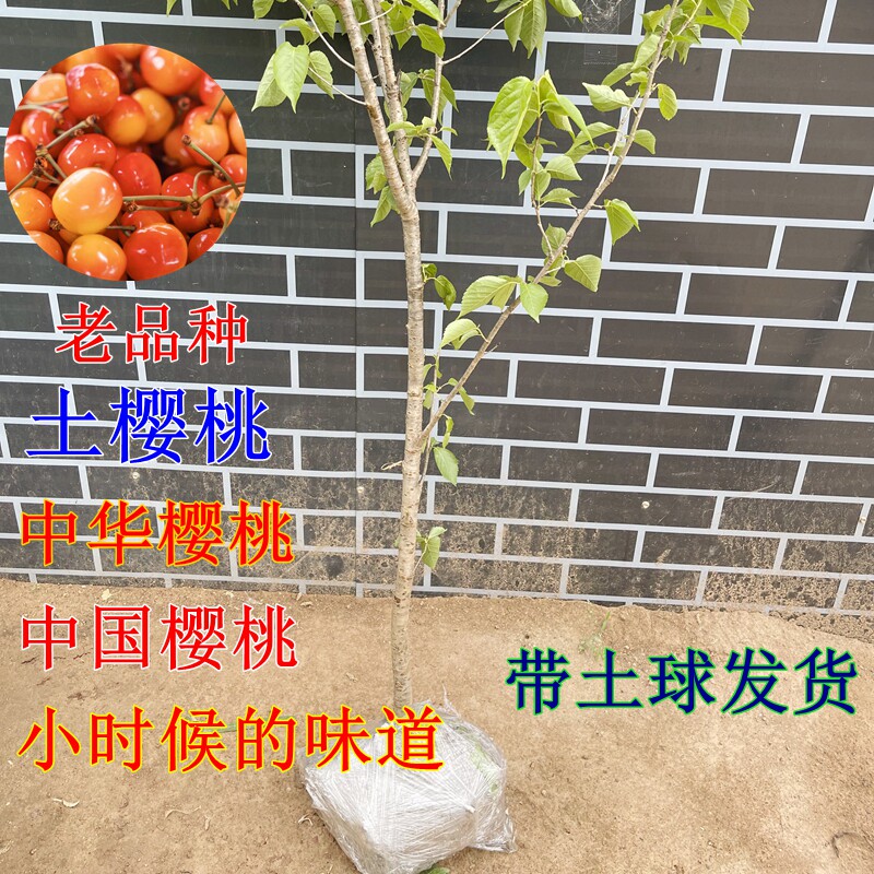 老品种樱桃树苗中华小樱桃苗盆栽土樱桃南方北方种植当年结果树苗