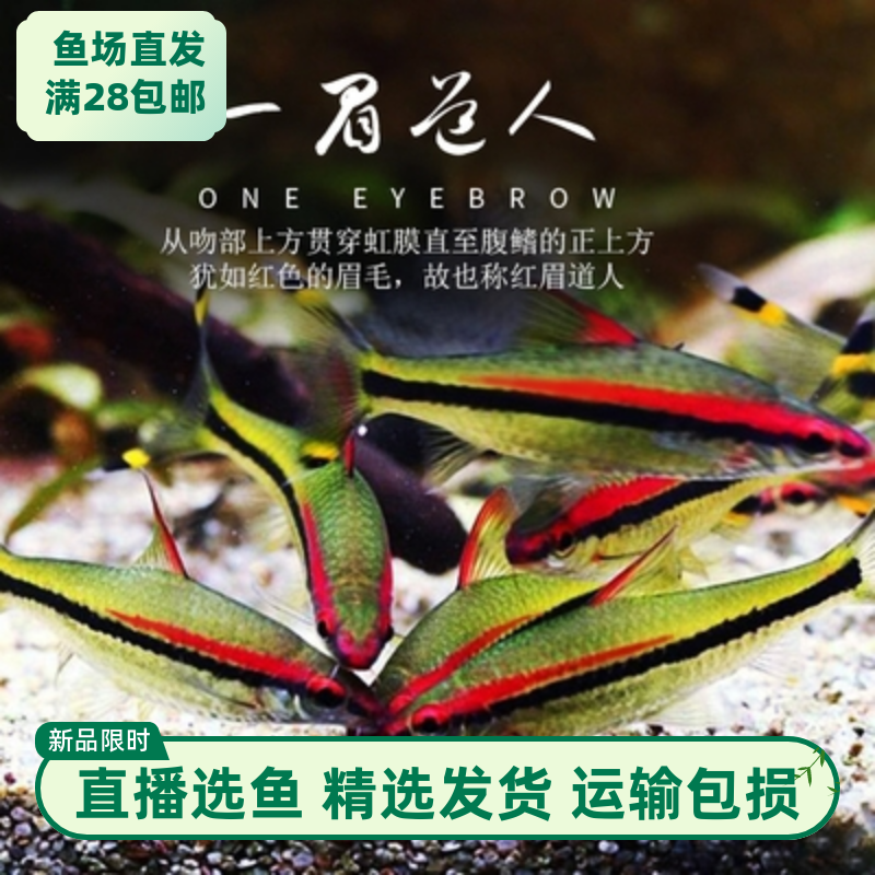 精品一眉道人鱼活体热带观赏鱼群游草缸淡水鱼黑影道人鱼黄化一眉
