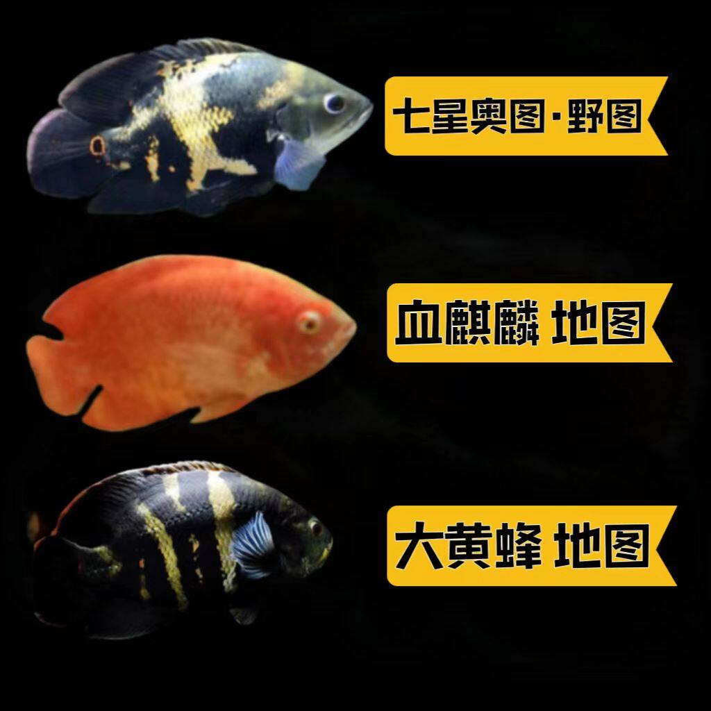 七星奥图鱼地图鱼七星奥利诺科大黄蜂血麒麟地图包活包邮