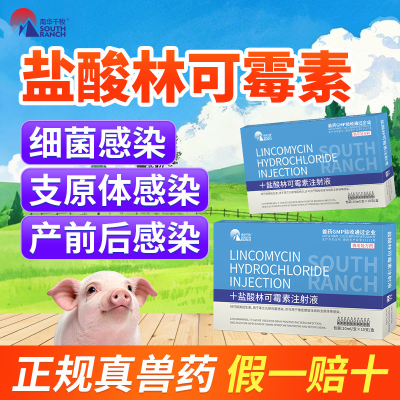 盐酸林可霉素液注射液兽用正品兽药猪牛羊母猪保健品产后消炎针剂