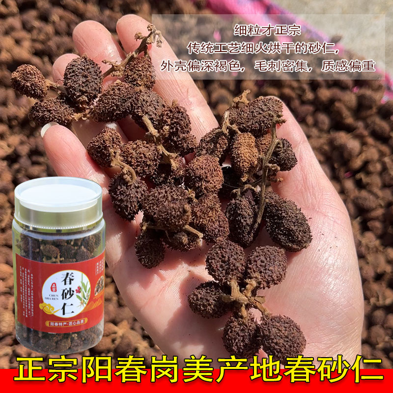 精选老果/正宗阳春原产地春砂仁干果/高档瓶装/火焙黄苗仔品种