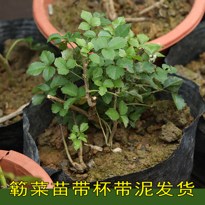 阳春特产簕菜苗苦刺心苦刺五加皮原土带杯发货2棵包邮