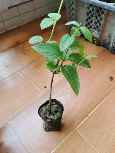 【独立杯带原土】鸡屎藤苗海南鸡矢藤臭屁藤通气藤，海南鸡屎藤饼