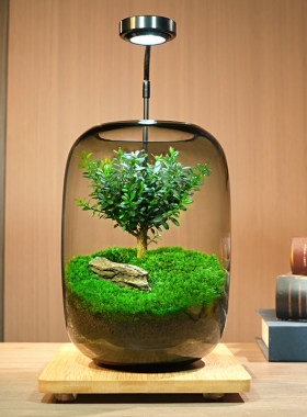 生命之树苔藓微景观绿植生态瓶玻璃造景植物盆景办公桌面盆栽礼物