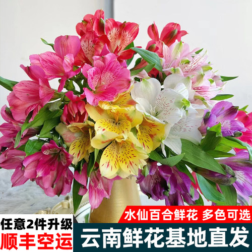 六出花水仙百合云南直发顺丰包邮