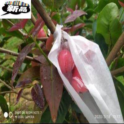 直销日光新型半透明莲雾套袋莲雾袋海南荔枝水果套袋水果开窗。|msdalam kategori penghantaran bunga/bunga simulasi/tumbuhan berkebun, Gardening Supplies, Peralatan Perkebunan lain - dari Buy2taobao.com untuk memberikan perkhidmatan ejen Taobao profesional membeli