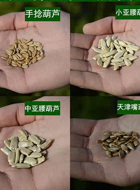 葫芦种子手捻亚腰八宝天津嘴葫