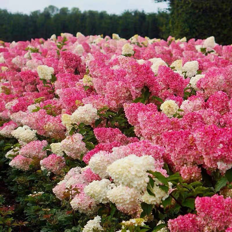 圆锥木绣球香草草莓  初开奶白色后期变粉红色的