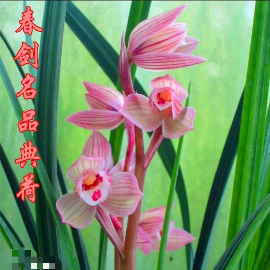 精品国兰兰花苗春剑名品红素【典荷】终身包对版 假一赔十,鲜花速递/花卉仿真/绿植园艺,时令草本花卉,淘宝优惠券,粉丝福利购,淘宝优惠卷