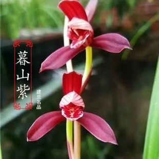 假一赔十 终身包对版 建兰名品 暮山紫