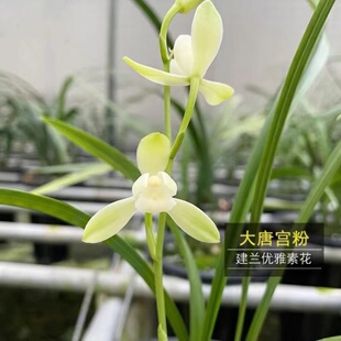 国兰兰花建兰名品【大唐宫粉】高档兰花色花终身包对版假一赔十