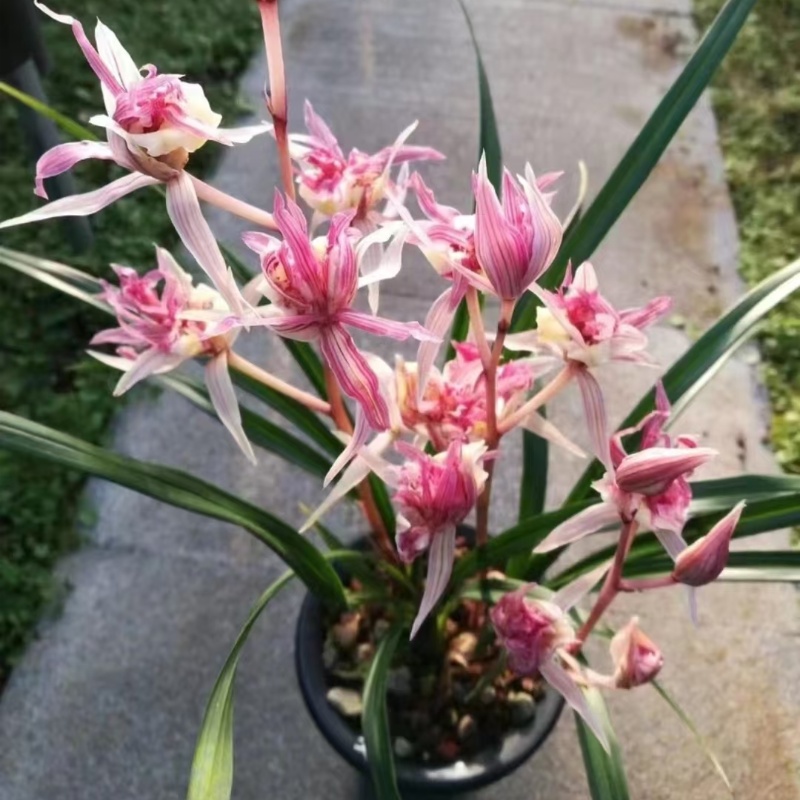 精品国兰兰花苗寒兰名品【富贵临门】终身包对版 假一赔十