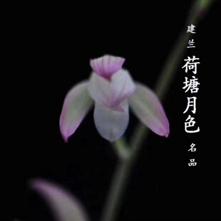 建兰名品【荷塘月色】终身包对版 假一赔十