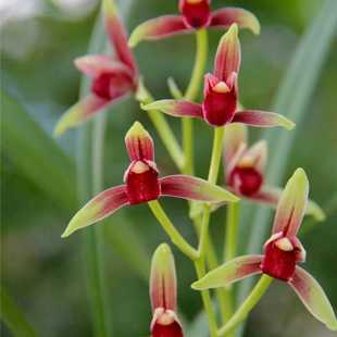 假一赔十 终身包对版 建兰名品 大国魂