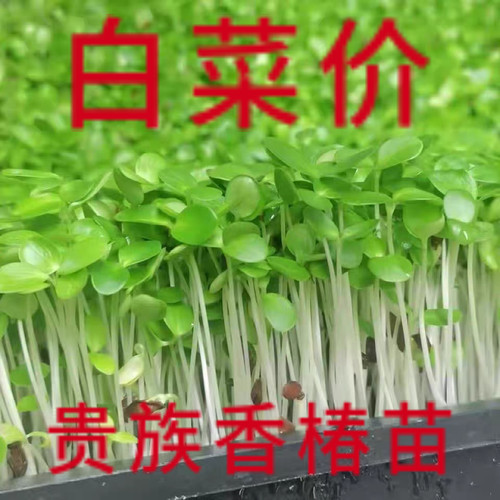新鲜香椿苗基地现采现发