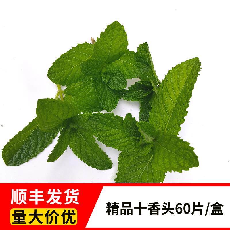 新鲜薄荷叶清凉可食用