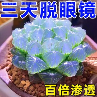 缓解眼干眼涩疲劳叶黄素眼睛贴学生青少年护眼贴 50倍渗治视力