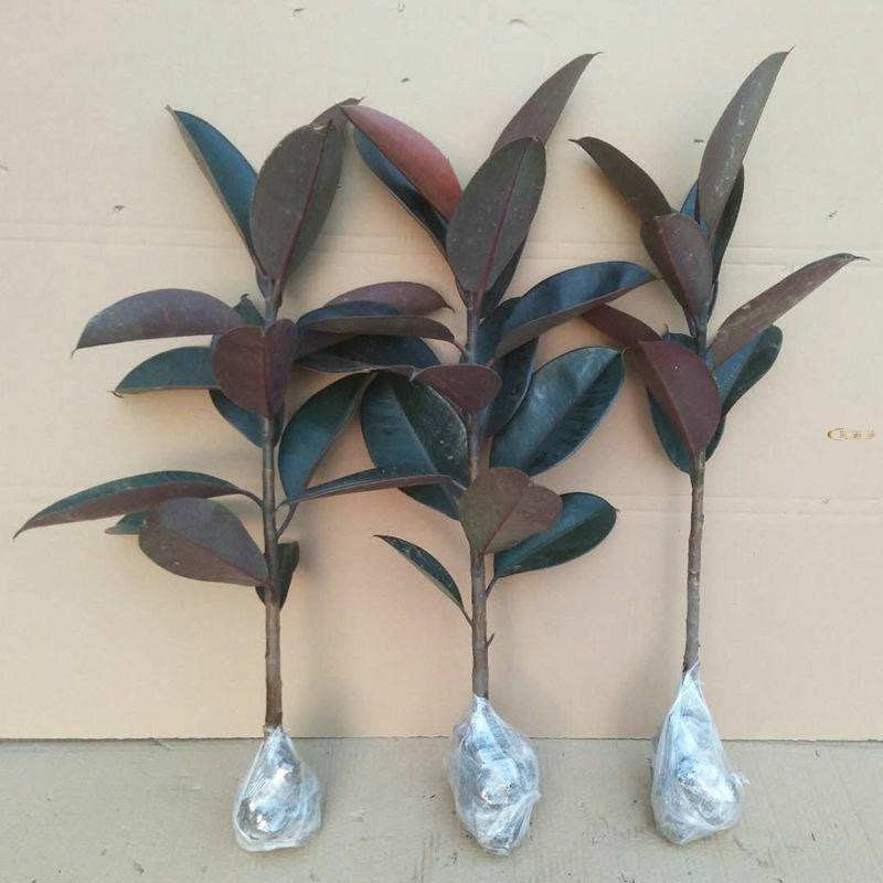 橡皮树盆栽家庭室内客厅四季长青花卉净化空气绿色观叶植物