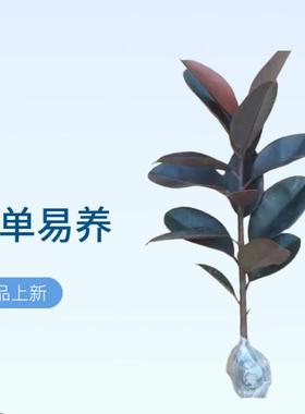 橡皮树盆栽家庭室内客厅四季长青花卉净化空气绿色观叶植物