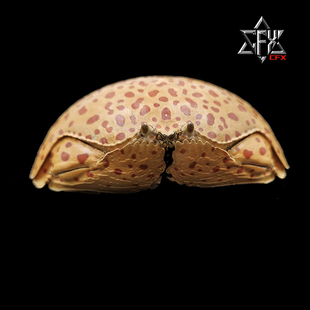 斑点真馒头蟹蟹螃蟹标本教学科普教具海洋生物甲壳类模型个性礼物