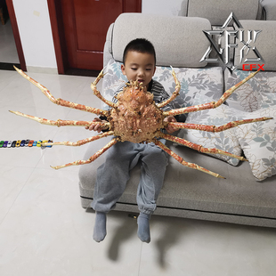 甘氏巨螯蟹螃蟹标本教学科普教具海洋生物甲壳类模型摆件个性礼物