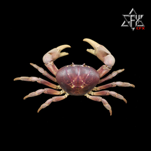 拉氏仿地蟹螃蟹标本教学科普教具海洋生物甲壳类模型个性礼物