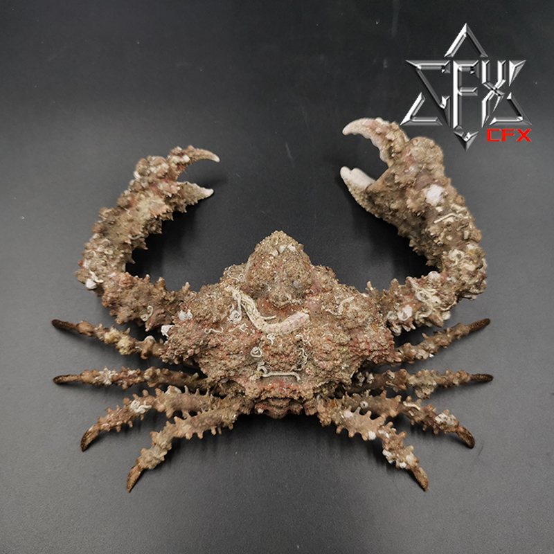 粗糙蚀菱蟹螃蟹标本教学科普教具海洋生物甲壳类模型摆件个性礼物