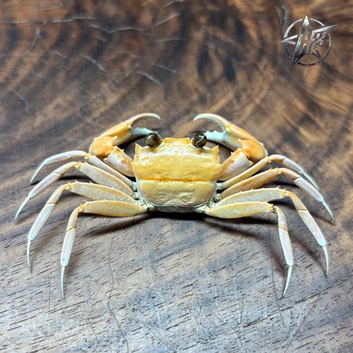 乐师声蟹螃蟹标本教学科普教具海洋深海生物甲壳类