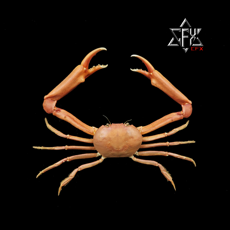 长手隆背蟹蟹螃蟹标本教学科普教具海洋生物甲壳类模型个性礼物
