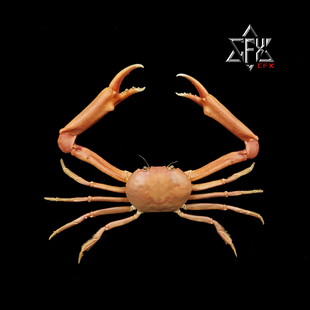 长手隆背蟹蟹螃蟹标本教学科普教具海洋生物甲壳类模型个性礼物