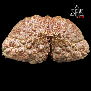 日本馒头蟹螃蟹标本教学科普教具海洋生物甲壳类模型摆件个性礼物