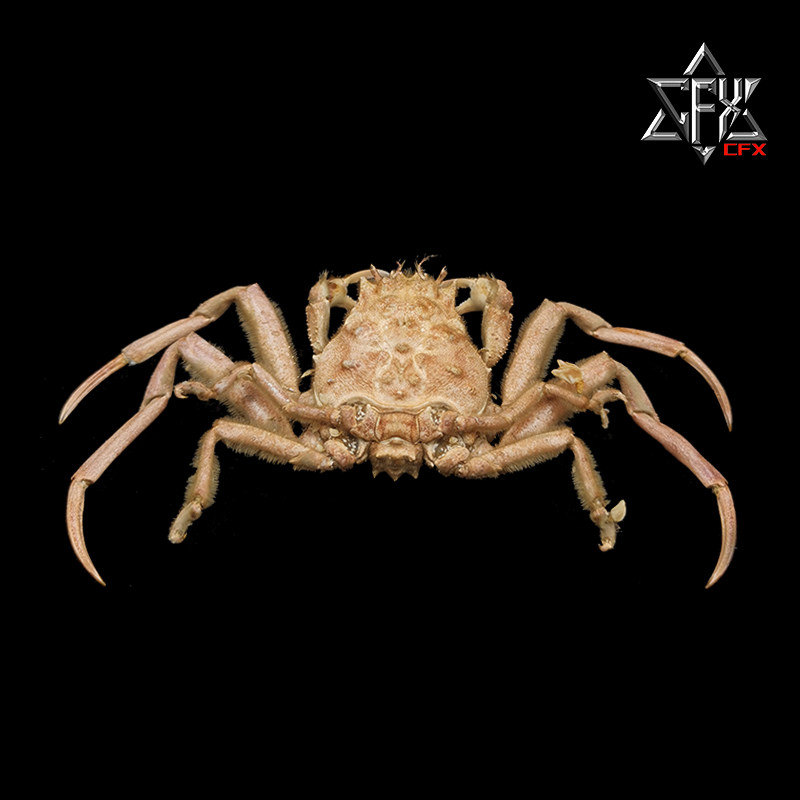 疣面关公蟹螃蟹标本教学科普教具海洋生物甲壳类模型摆件个性礼物