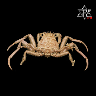 疣面关公蟹螃蟹标本教学科普教具海洋生物甲壳类模型摆件个性礼物