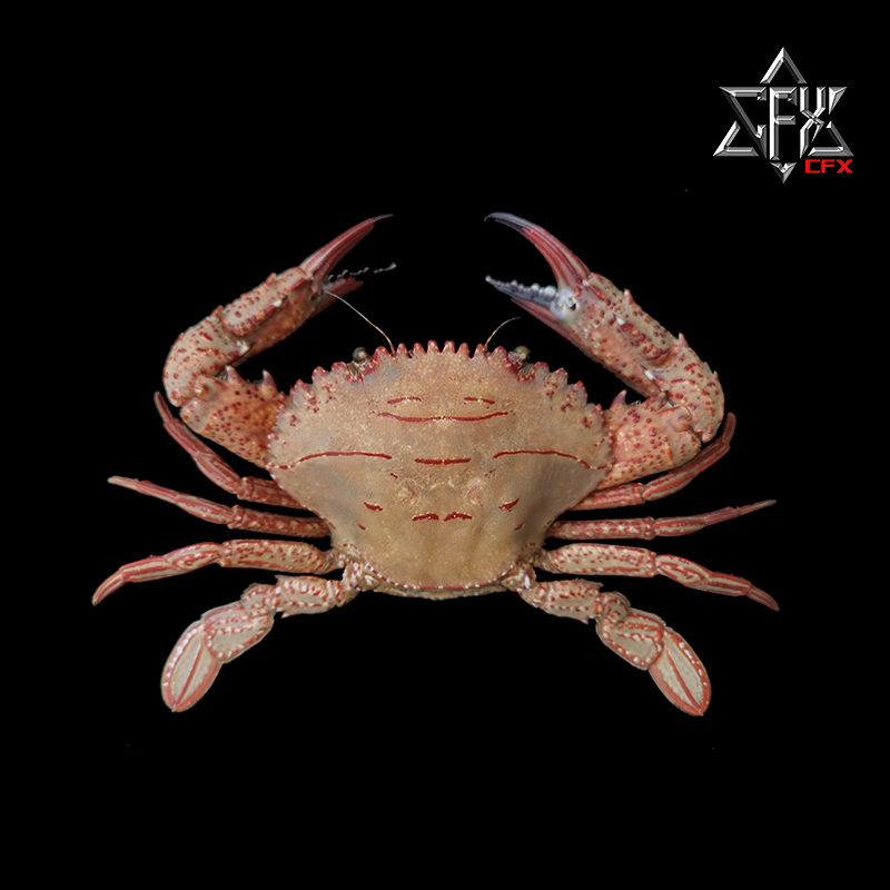 善泳蟳螃蟹标本教学科普教具海洋生物甲壳类模型个性礼物-封面