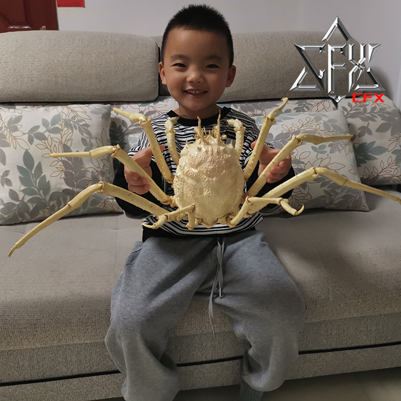 巨螯拟人面蟹螃蟹标本教学科普教具海洋生物甲壳类模型