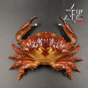 齿型滑面蟹螃蟹标本教学科普教具海洋生物甲壳类模型摆件个性礼物